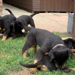 Rottweiler puppies for sale   Viber or Whatsapp (+63 9660614143)