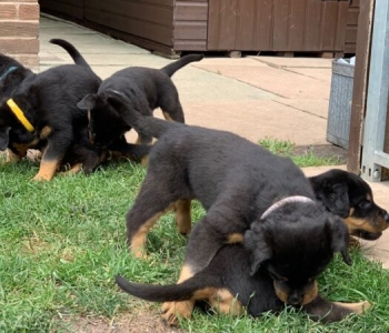 Rottweiler puppies for sale   Viber or Whatsapp (+63 9660614143)