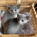 Fluffy british kittens