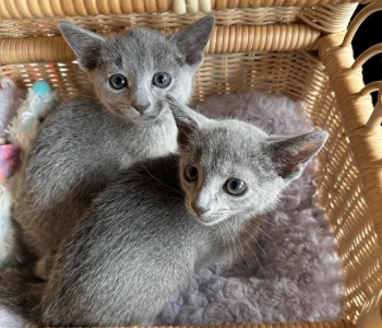 Russian Blue Kittens  Viber or Whatsapp (+63 9660614143)