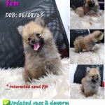For rehoming  female pure Pomeranian