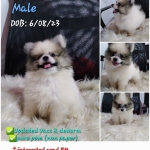 For rehoming Pure pomeranian