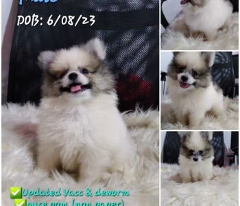 For rehoming Pure pomeranian