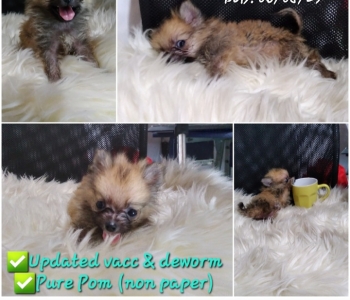 For rehoming Male Pure pomeranian