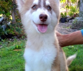 semi wooly malamute  huskey puppy  for rehome