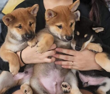 Open to visit Quality Shiba Inu  Viber or Whatsapp (+63 9660614143)