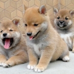 Shiba inu Puppies Viber or Whatsapp (+63 9660614143)
