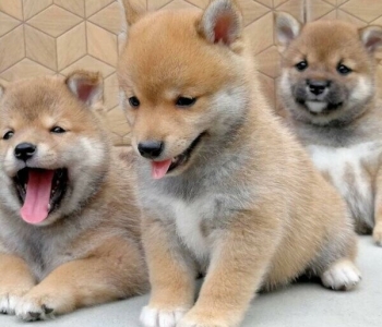 Shiba inu Puppies Viber or Whatsapp (+63 9660614143)