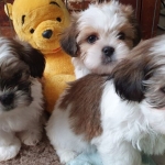Shih Tzu puppy  Viber or Whatsapp (+63 9660614143)