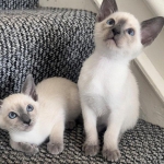 Pedigree Ragdoll kittens.  Viber or Whatsapp (+63 9660614143)