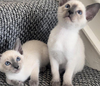 Pedigree Ragdoll kittens.  Viber or Whatsapp (+63 9660614143)