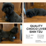 Quality Shih Tzu Puppies / Pug & Husky Stud Service  – Near SM Dasmarinas, Cavite