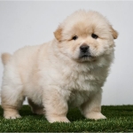 Purebred Chow Chow puppies available