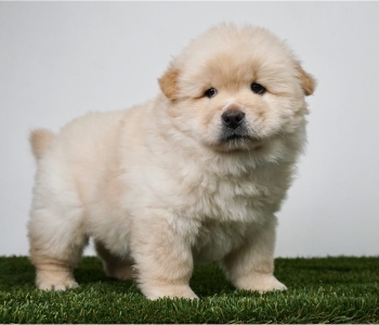 Purebred Chow Chow puppies available