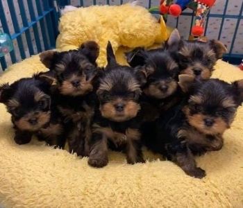 Yorkie puppies for sale  Viber or Whatsapp (+63 9660614143)