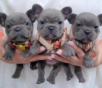 French Bulldogs puppies