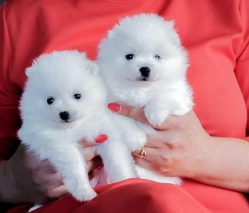 Tea Cup Pomeranian Puppies