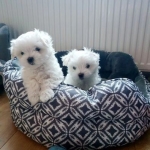 quality  maltese puppies