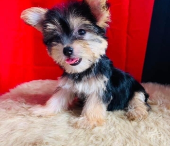 HD Yorkshire Terrier Puppies for sale Metro Manila [Dogs] Philippines [pet]