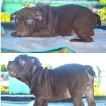 Exotic American Bully puppies