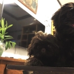 CHOCO LIVER PUPPIES FOR REHOMING, CHOCO LIVER, CHOCO SHIH TZU