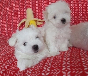 fluffy maltese puppies