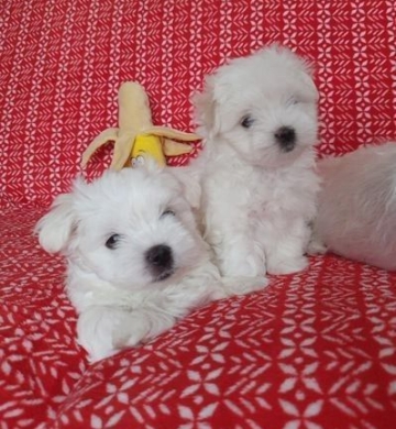 fluffy maltese puppies