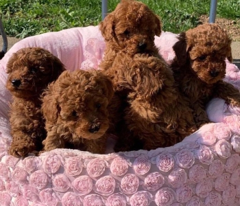 Teacup Toy Poodle Pups ready for new Home