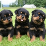 Rottweiler puppies for  adoption