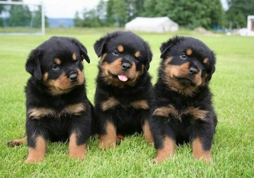 Rottweiler puppies for  adoption