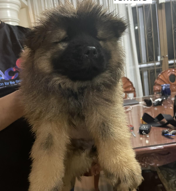 Chow Chow Puppies for Sale