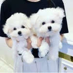 Adopt Maltese Puppies