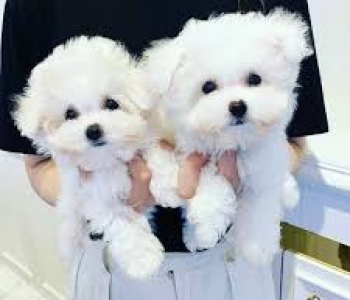 Adopt Maltese Puppies