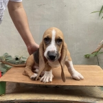 Basset Hound puppies (pure breed)