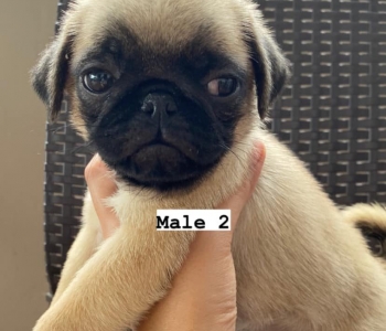 Pug Puppies for Rehoming