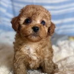 Maltipoo Puppies Ready Now