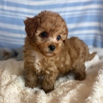 Maltipoo Puppies Available.