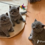 Mal and female shorthair kittens