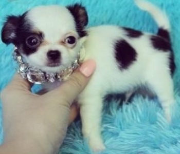 Chihuahua Pups viber:+63 9301 6303 42
