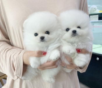 Pomeranian pups viber:+63 9301 6303 42