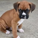 Boxer Pups viber:+63 9301 6303 42