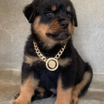 Rottweiler pups viber:+63 9301 6303 42