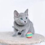 grey male and female lilac British shorthair kittens
