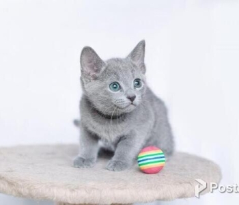 grey male and female lilac British shorthair kittens