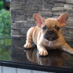 French Bulldog Female Puppies (Two)