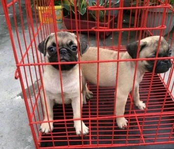 PUG PUPPY FOR SALE METRO MANILA REGISTERED PUPPIES [DOGS] 09457024296