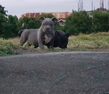 AMERICAN BULLY PUPPIES (EXOTIC BLOODLINE)