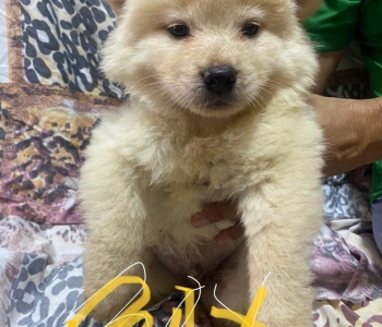 Chow2 Puppies (mixed breed)