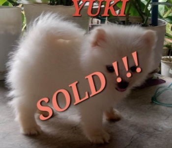 Pomeranian Female Puppy for sale!!!