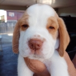 Beagle Puppy 100% pure breed
